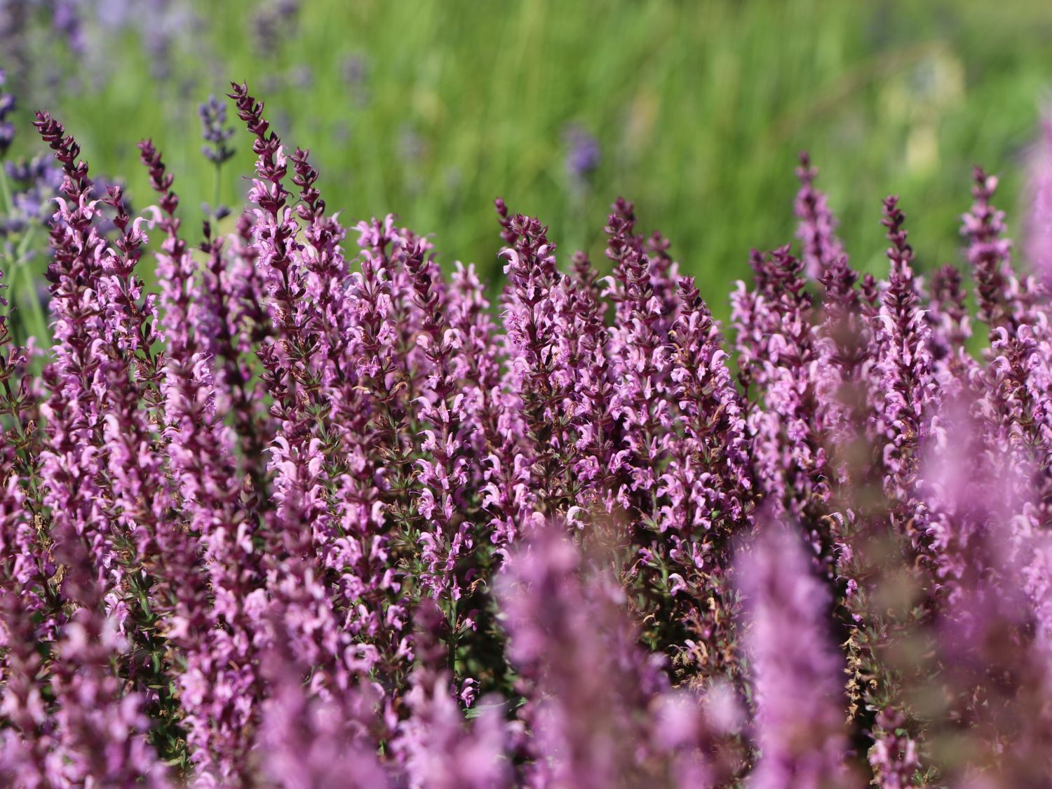 Sommer-Salbei 'Pink Delight'