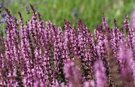 Sommer-Salbei 'Pink Delight'