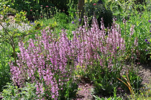 Sommer-Salbei 'Rose Rhapsody' - Salvia pratensis 'Rose Rhapsody'