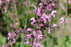 Sommer-Salbei 'Rose Rhapsody' - Salvia pratensis 'Rose Rhapsody'