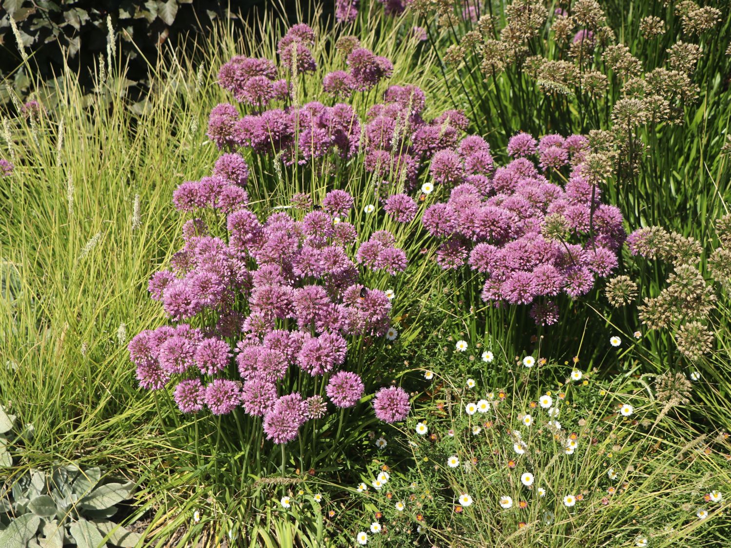 Sommer-Zierlauch 'Summer Beauty' - Allium tanguticum 'Summer Beauty'