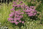 Sommer-Zierlauch 'Summer Beauty' - Allium tanguticum 'Summer Beauty'