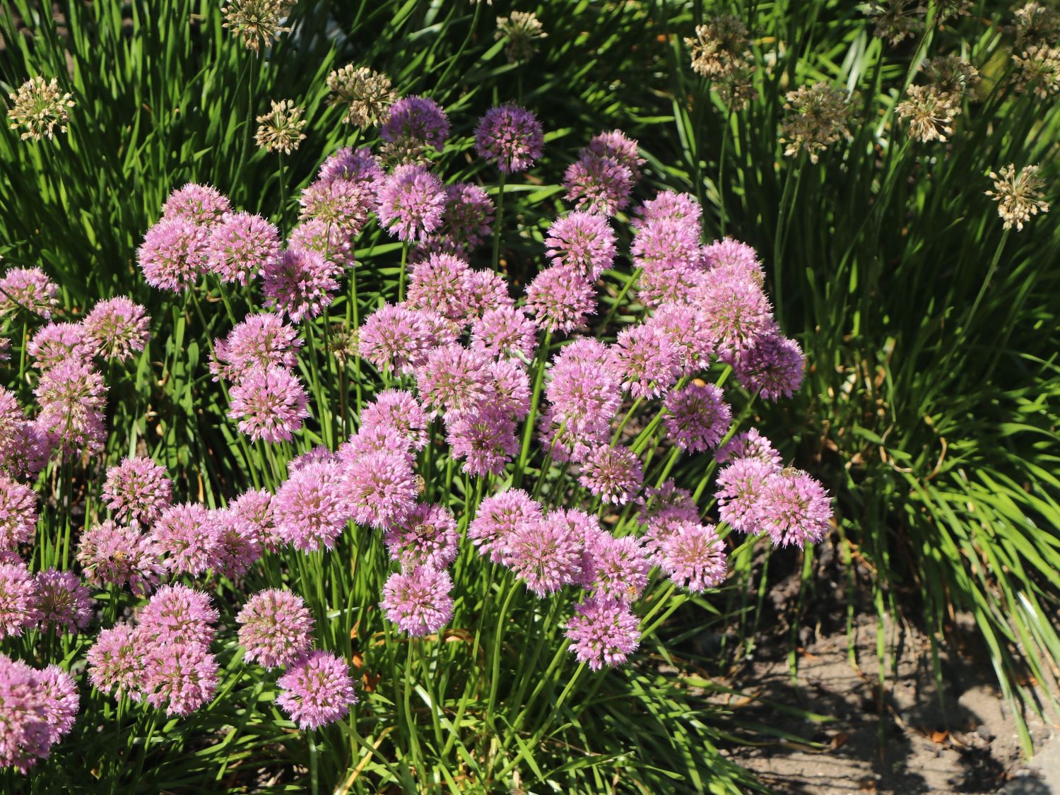 Sommer-Zierlauch 'Summer Beauty' - Allium tanguticum 'Summer Beauty'