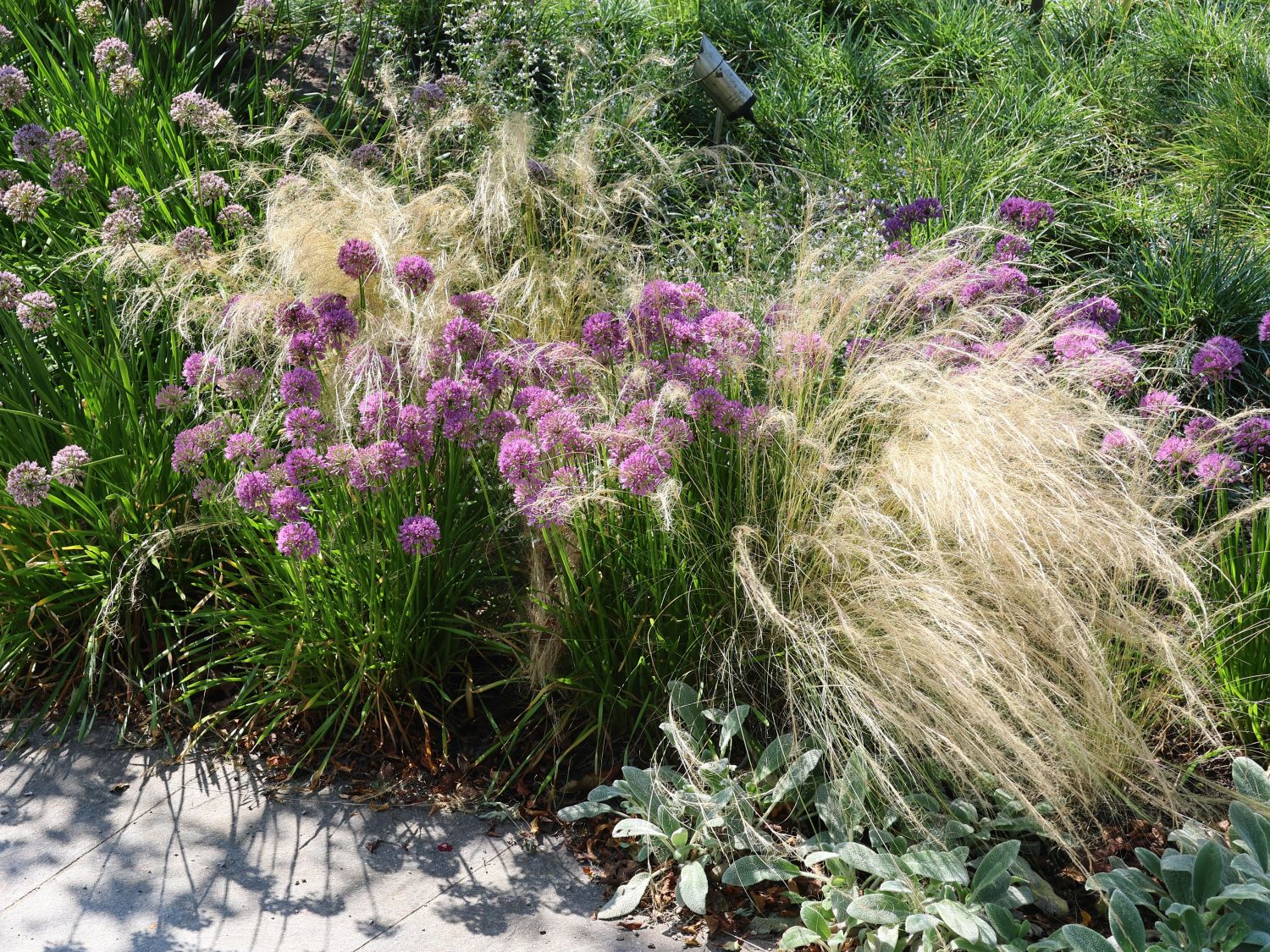 Sommer-Zierlauch 'Summer Beauty' - Allium tanguticum 'Summer Beauty'
