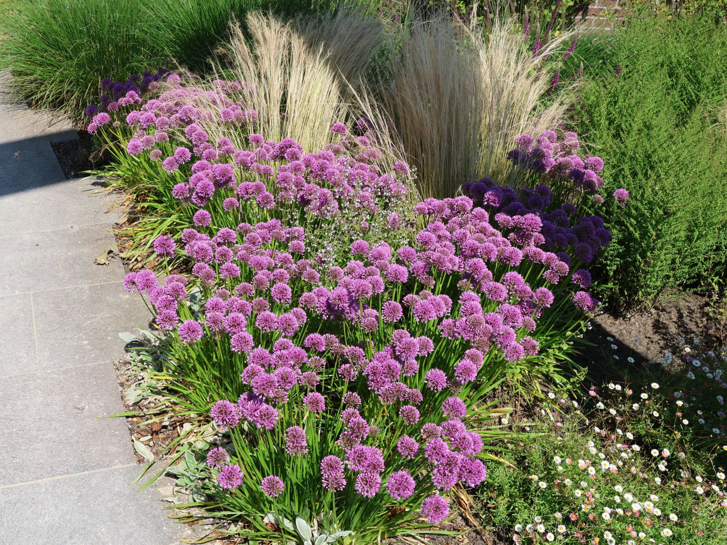 Sommer-Zierlauch 'Summer Beauty' - Allium tanguticum 'Summer Beauty'