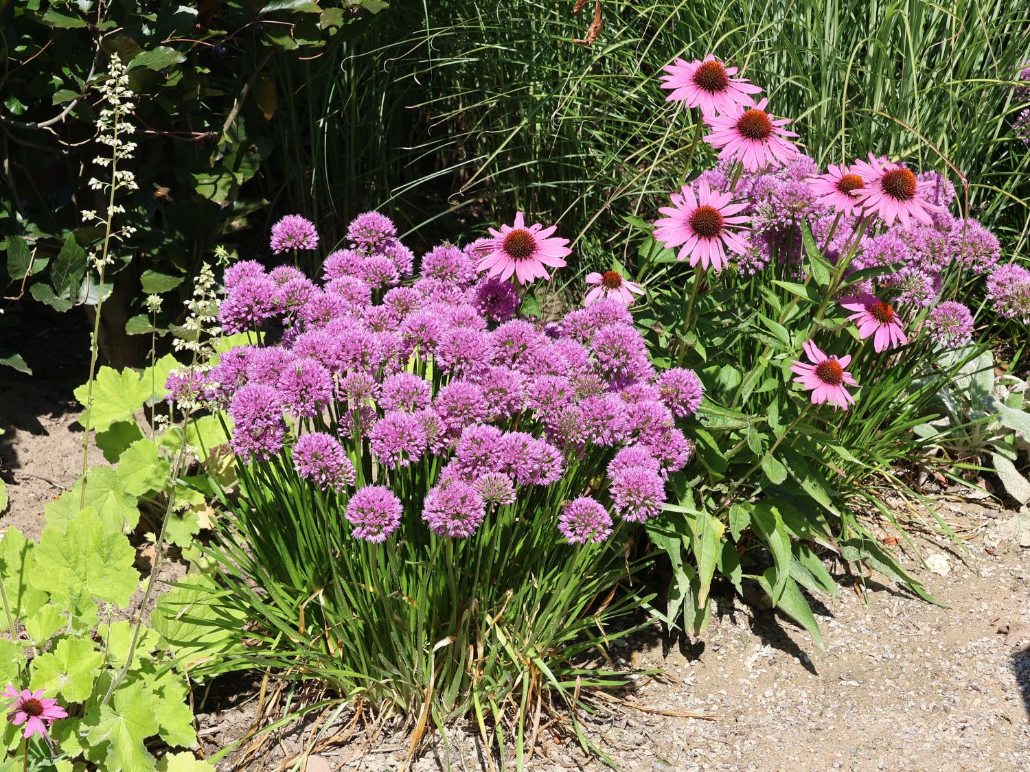 Sommer-Zierlauch 'Summer Beauty' - Allium tanguticum 'Summer Beauty'