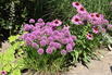 Sommer-Zierlauch 'Summer Beauty' - Allium tanguticum 'Summer Beauty'