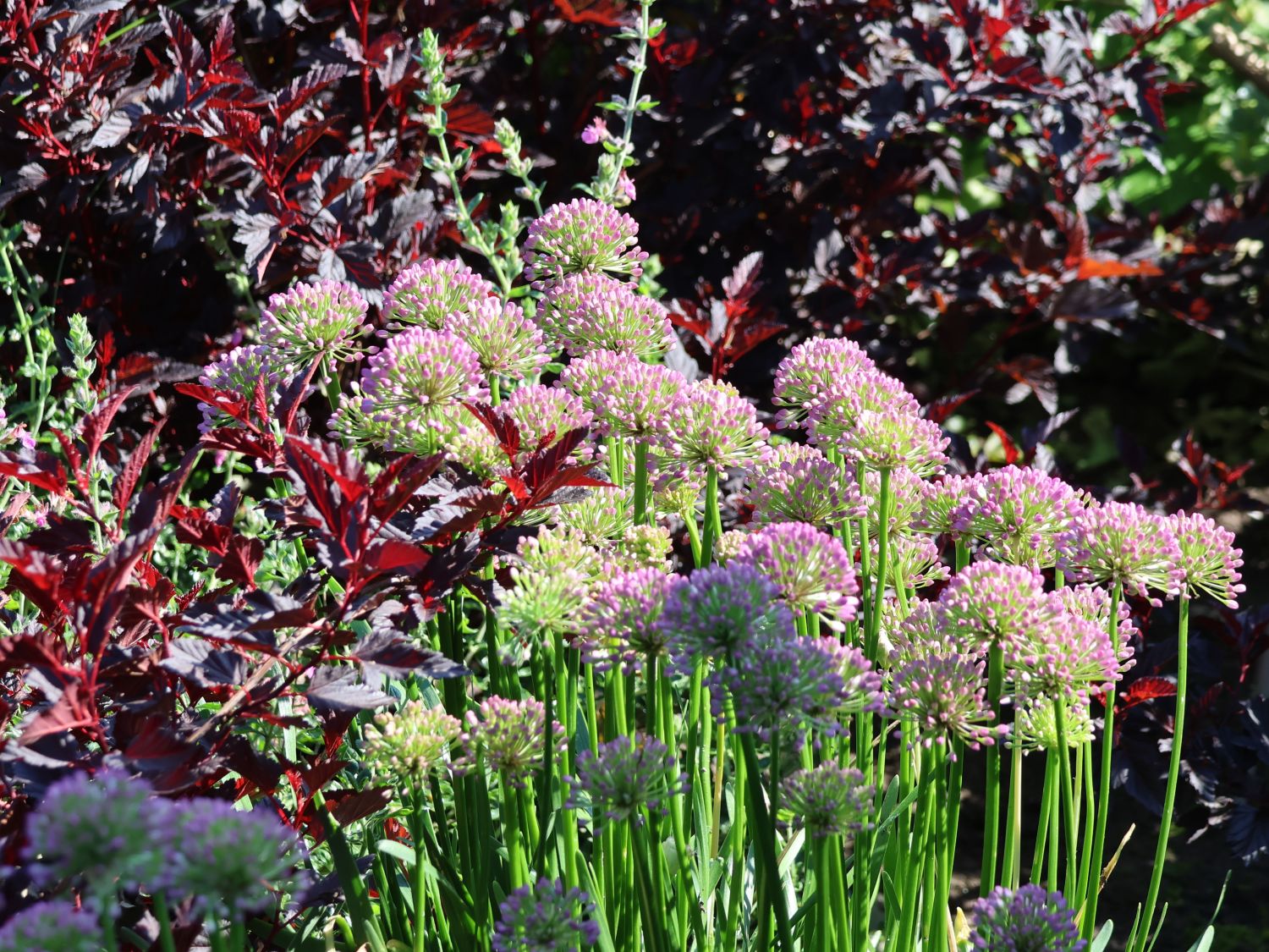 Sommer-Zierlauch 'Summer Beauty' - Allium tanguticum 'Summer Beauty'