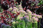 Sommer-Zierlauch 'Summer Beauty' - Allium tanguticum 'Summer Beauty'