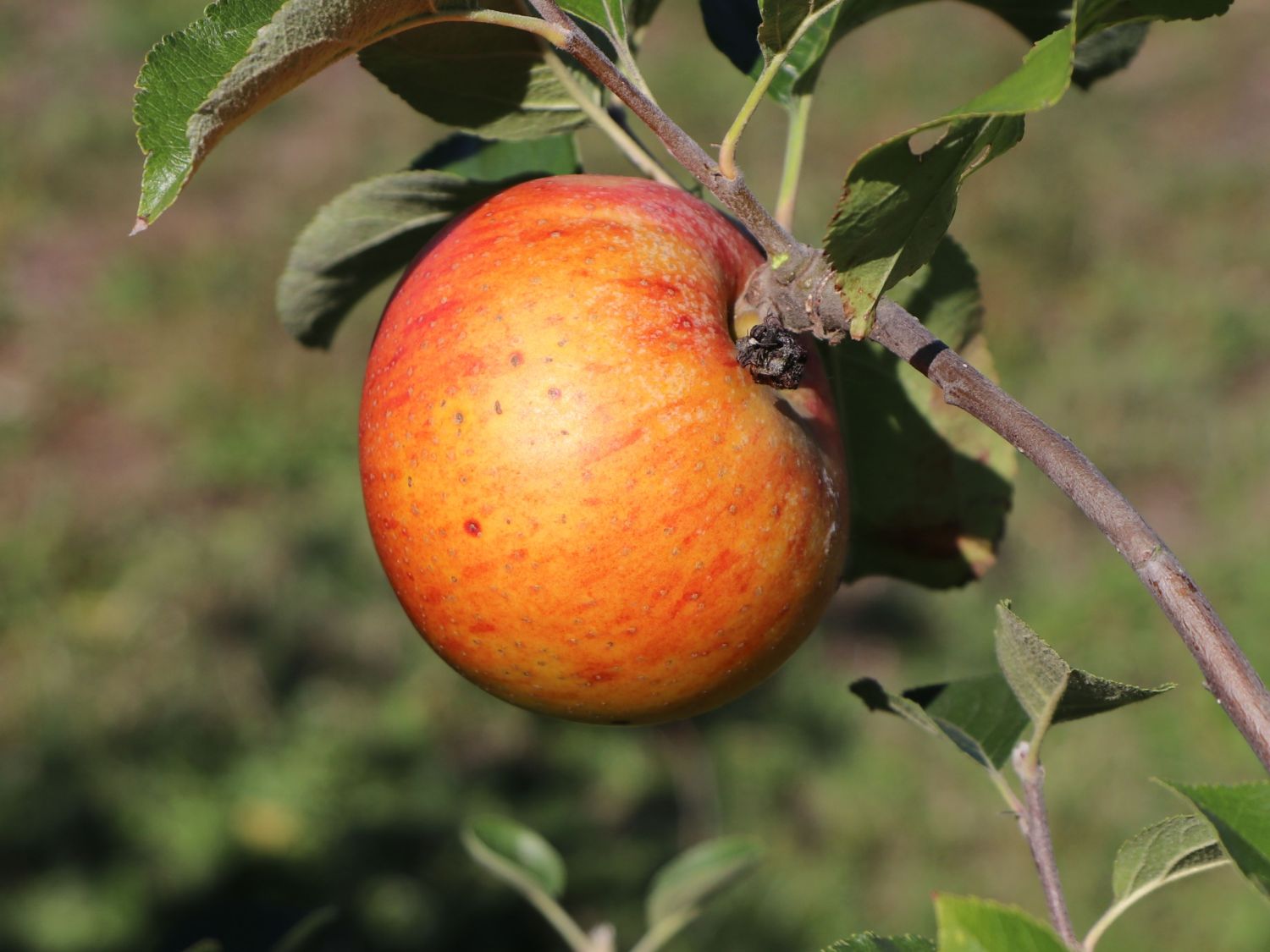 Sommerapfel 'Fiesta'