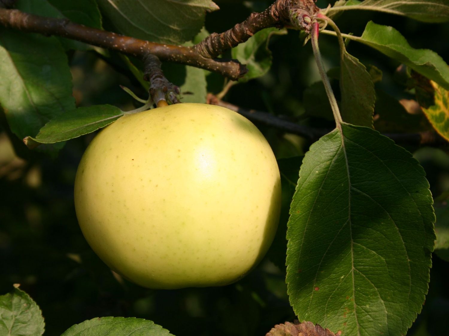 Sommerapfel 'Früher Victoria'