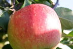 Sommerapfel 'James Grieve' - Malus 'James Grieve'