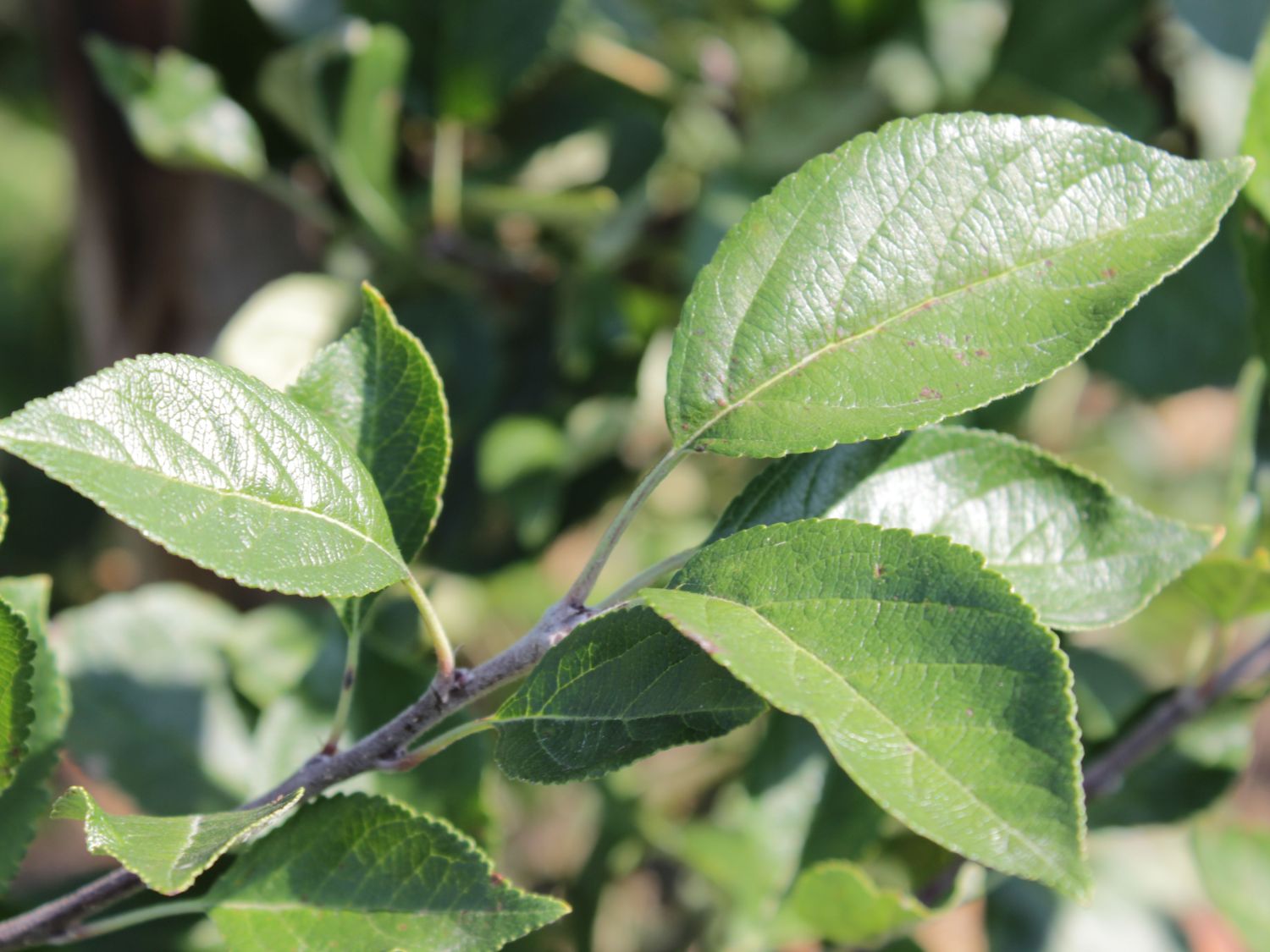 Sommerapfel 'James Grieve' - Malus 'James Grieve'