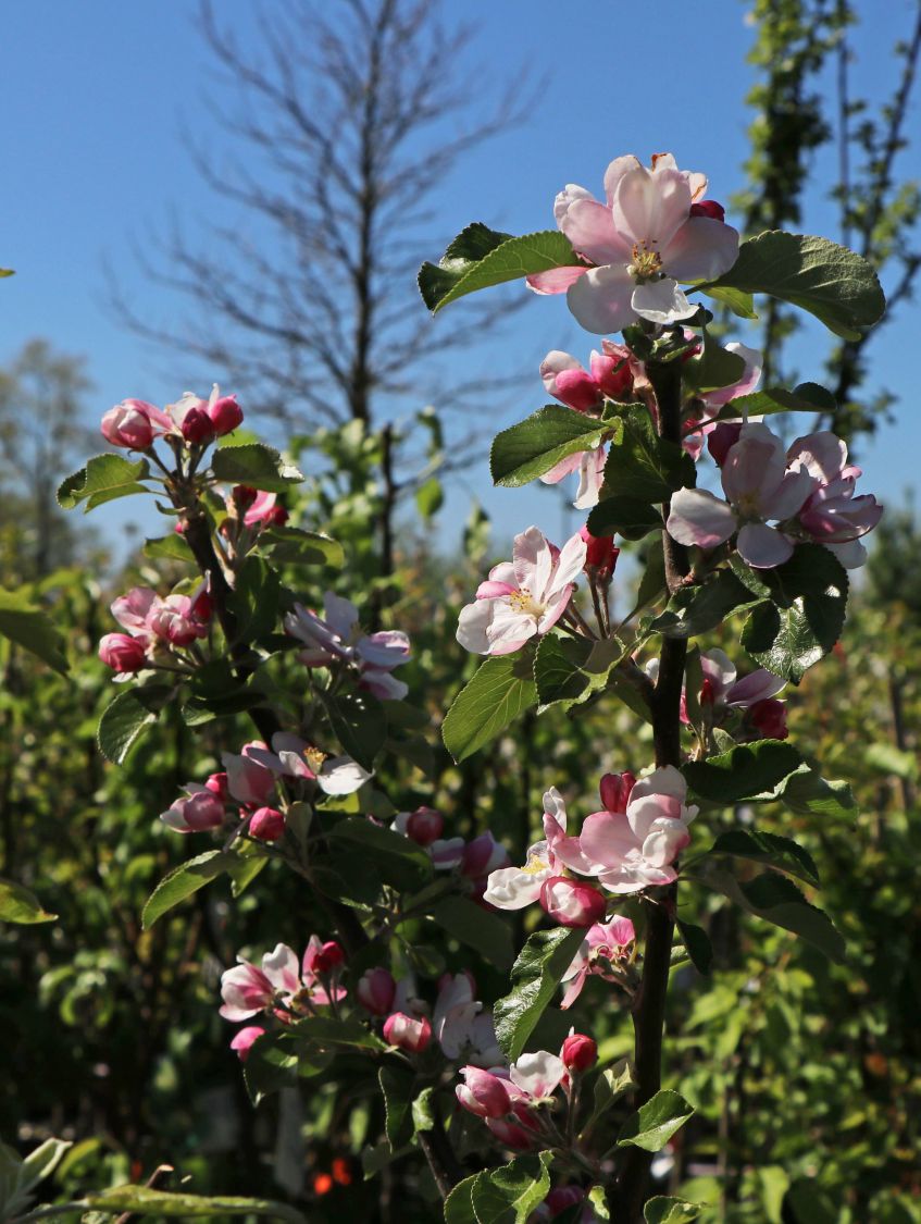 Sommerapfel 'James Grieve' - Malus 'James Grieve'