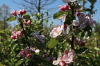 Sommerapfel 'James Grieve' - Malus 'James Grieve'