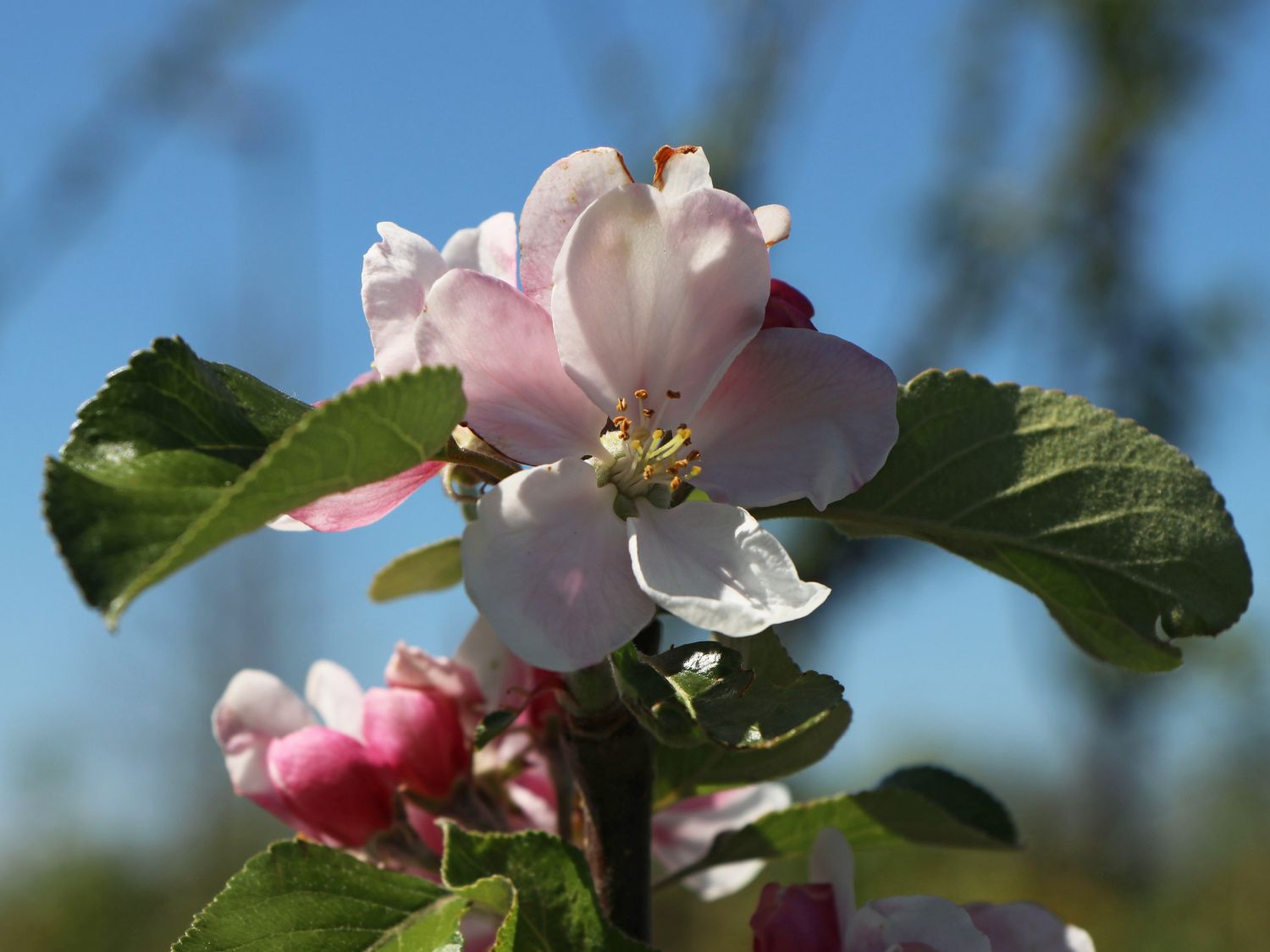 Sommerapfel 'James Grieve' - Malus 'James Grieve'