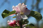 Sommerapfel 'James Grieve' - Malus 'James Grieve'