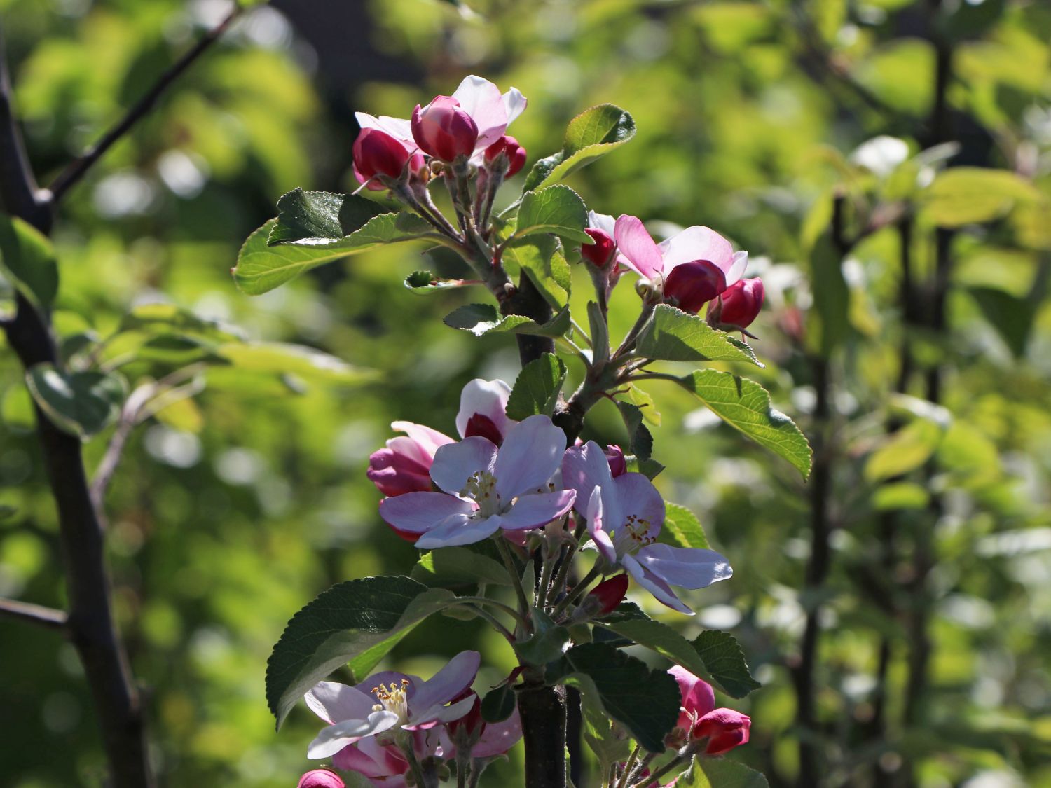 Sommerapfel 'James Grieve' - Malus 'James Grieve'