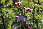 Sommerapfel 'James Grieve' - Malus 'James Grieve'