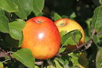 Sommerapfel 'James Grieve' - Malus 'James Grieve'