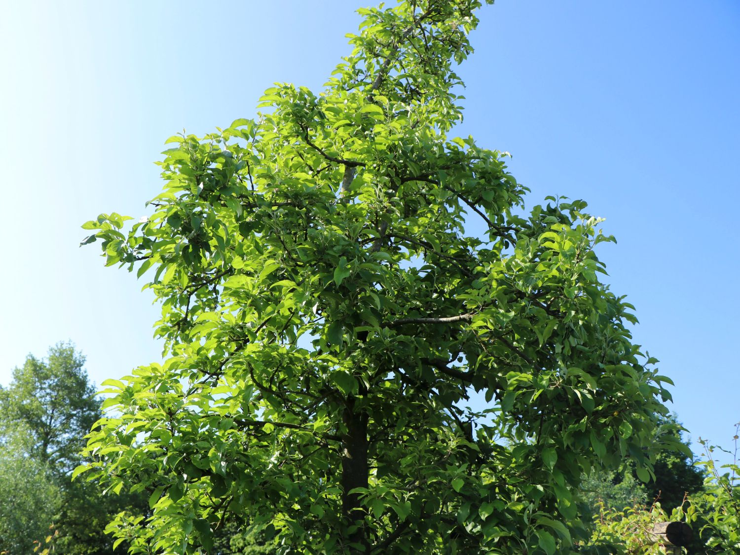 Sommerapfel 'James Grieve' - Malus 'James Grieve'
