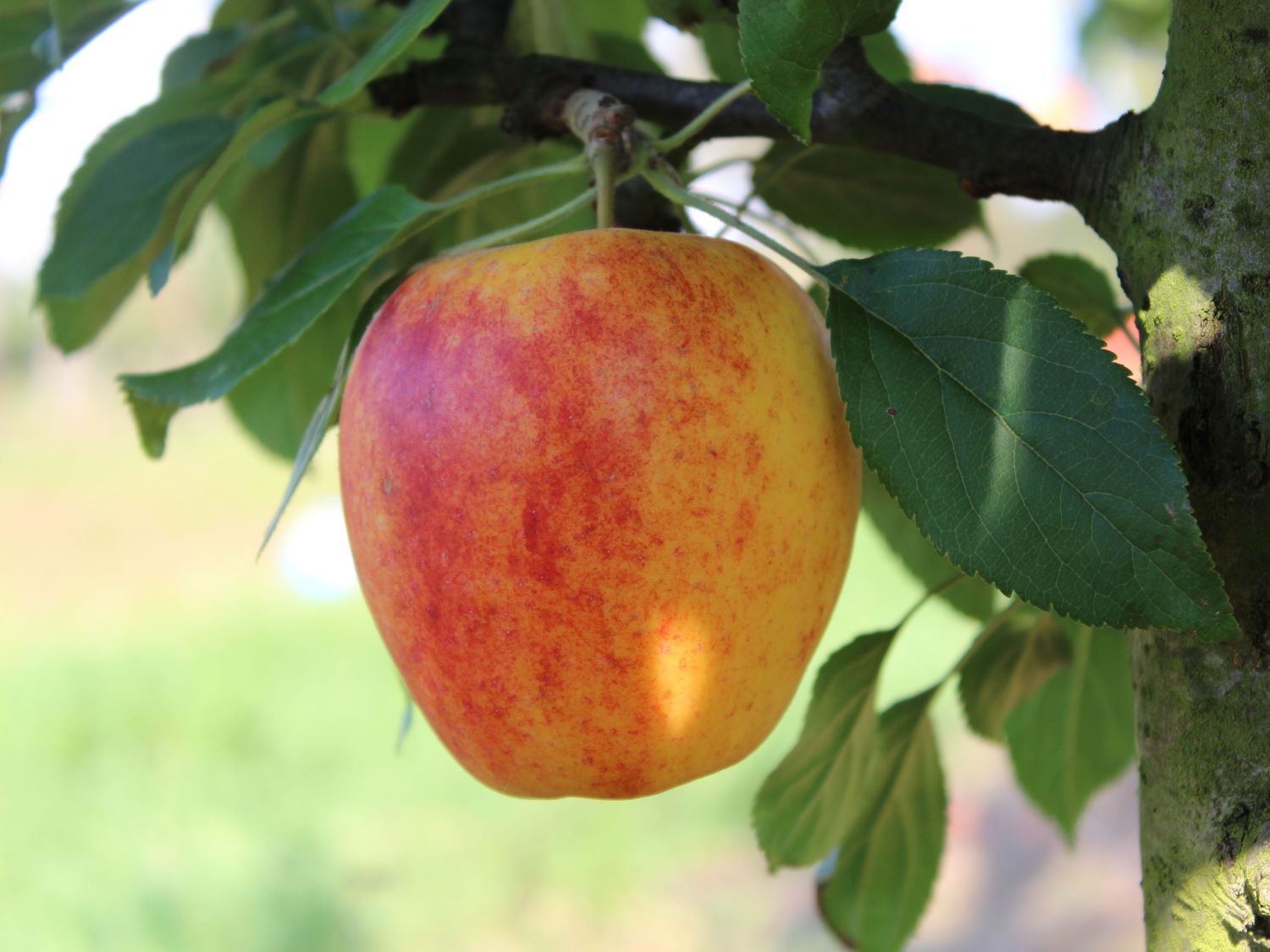 Sommerapfel 'Retina' ®