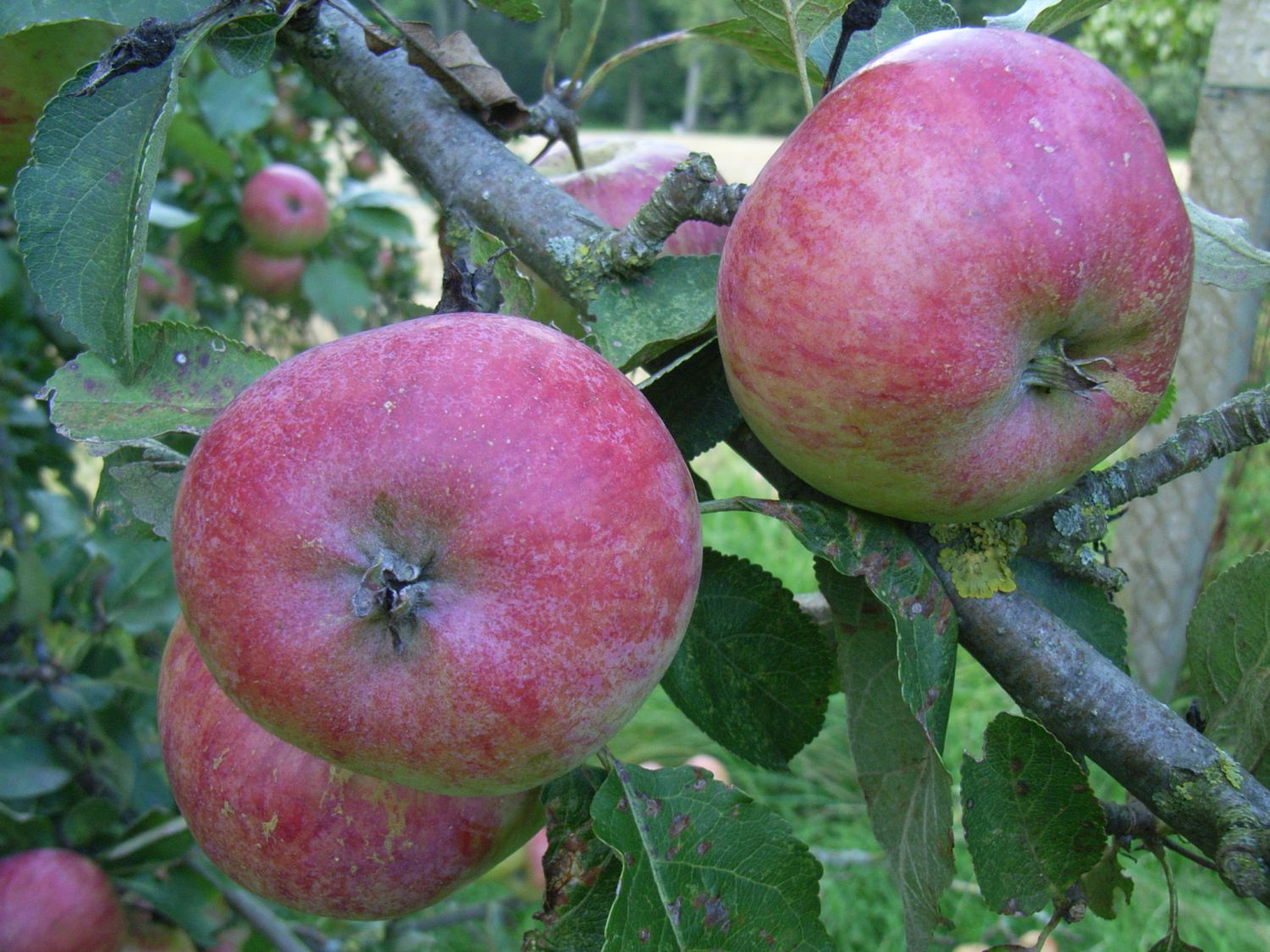 Sommerapfel 'Schöner aus Bath'