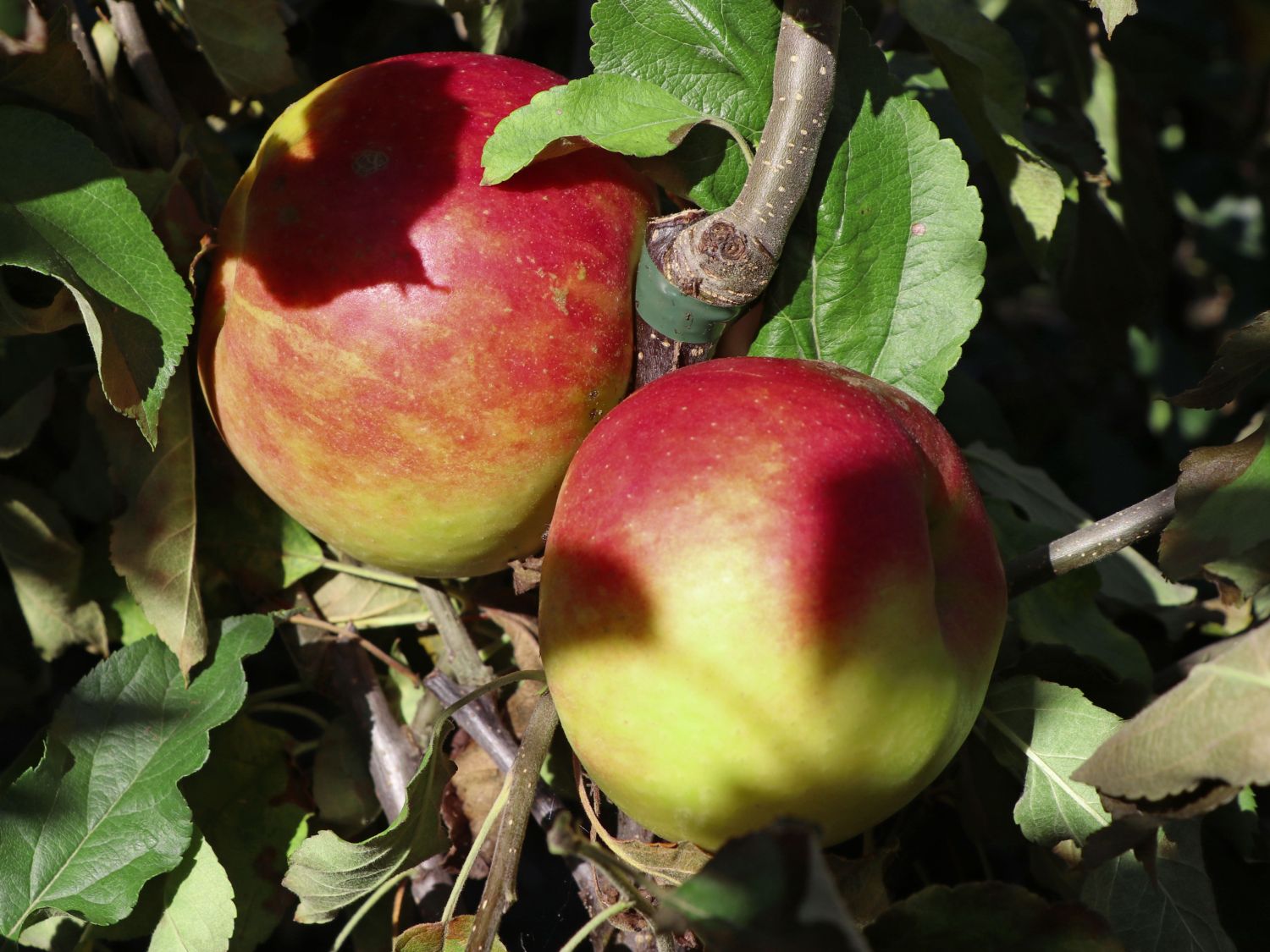 Sommerapfel 'Tydeman's Early Worcester'