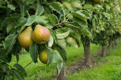 Sommerbirne 'Bunte Julibirne'