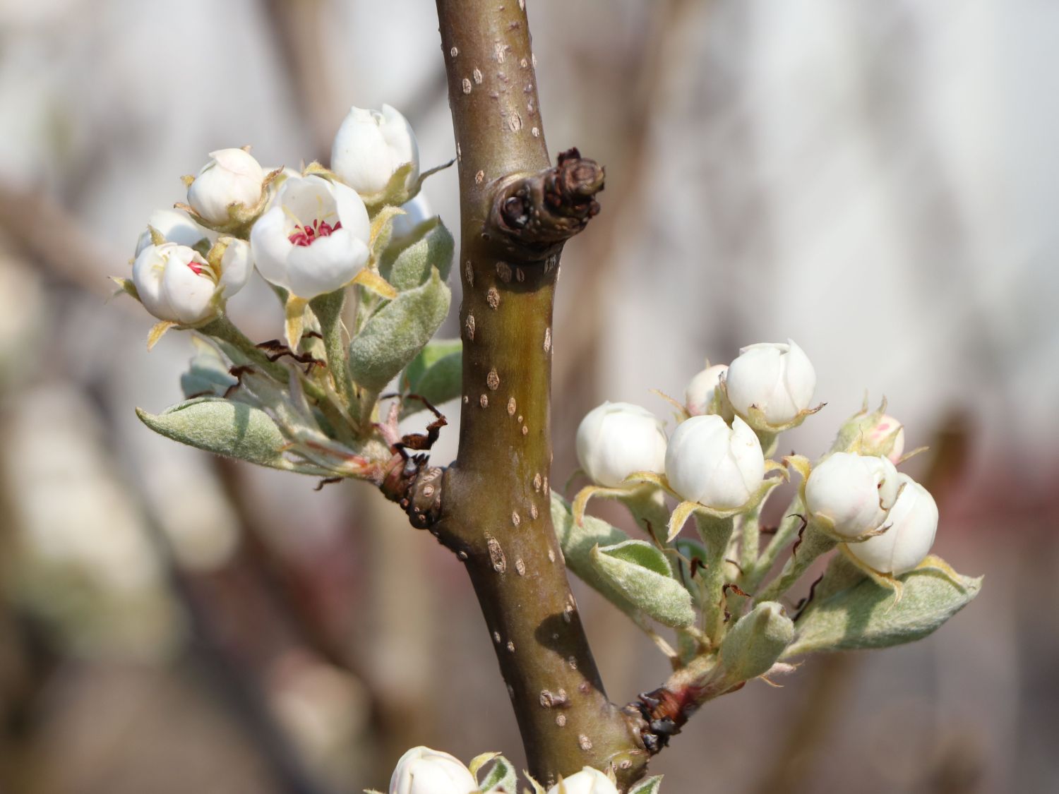 Sommerbirne 'Bunte Julibirne' - Pyrus communis 'Bunte Julibirne'           '