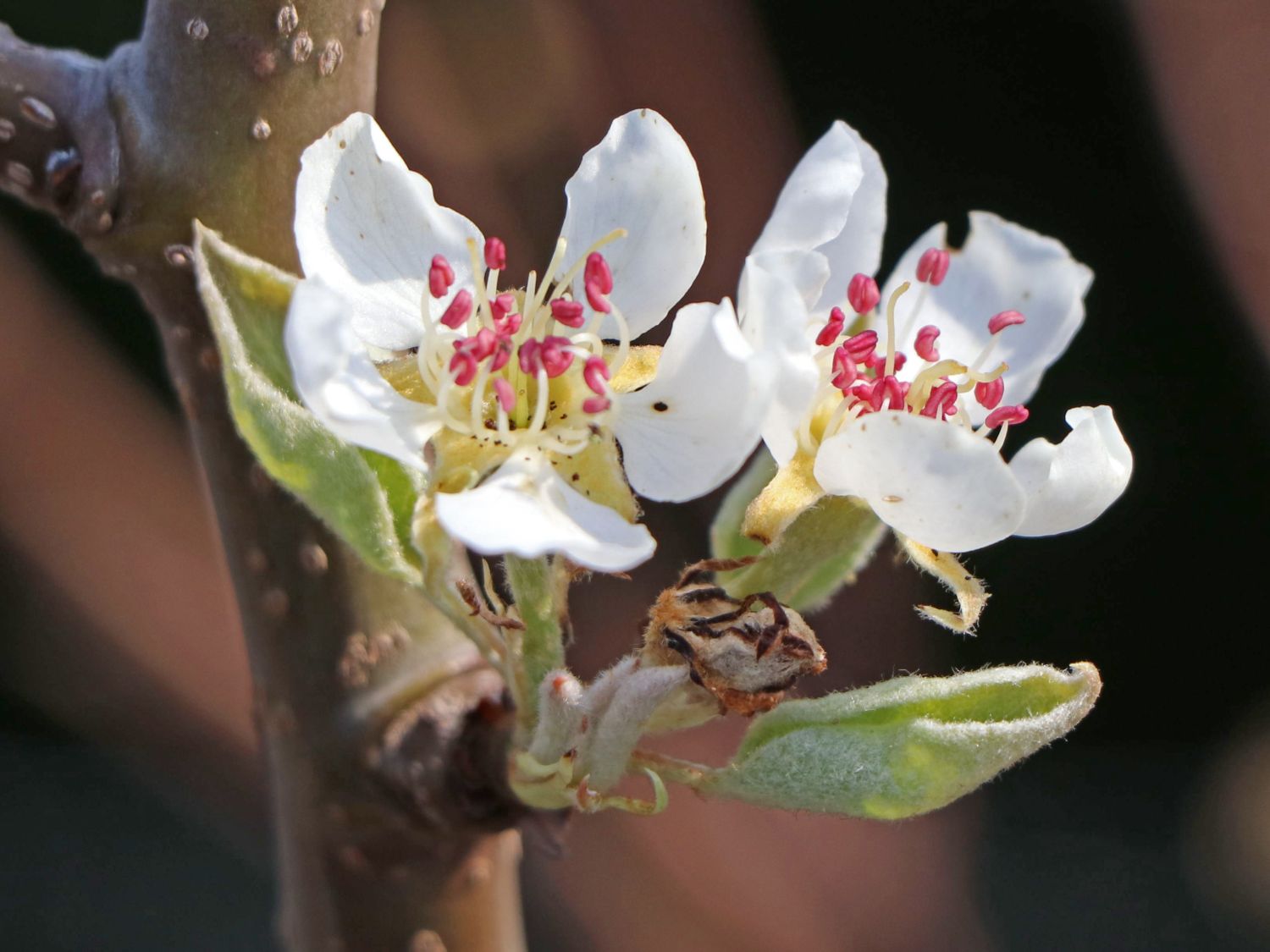 Sommerbirne 'Bunte Julibirne' - Pyrus communis 'Bunte Julibirne'           '