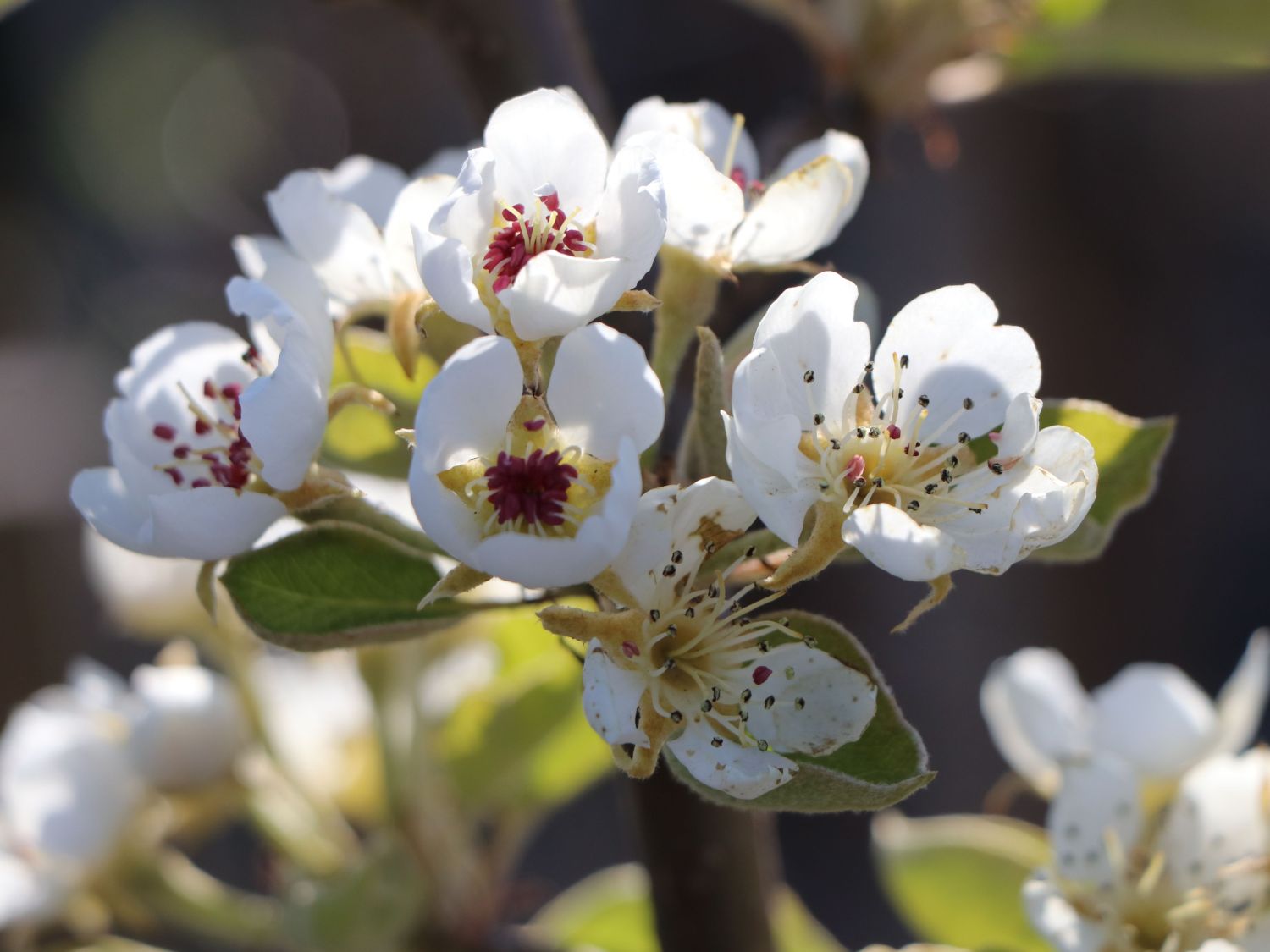 Sommerbirne 'Bunte Julibirne' - Pyrus communis 'Bunte Julibirne'           '
