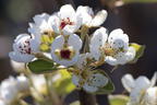 Sommerbirne 'Bunte Julibirne' - Pyrus communis 'Bunte Julibirne' '