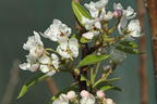 Sommerbirne 'Bunte Julibirne' - Pyrus communis 'Bunte Julibirne' '