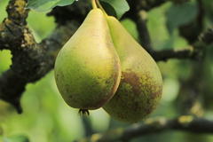 Sommerbirne 'Dessertbirne'