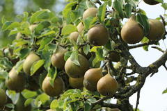 Sommerbirne 'Gute Graue'