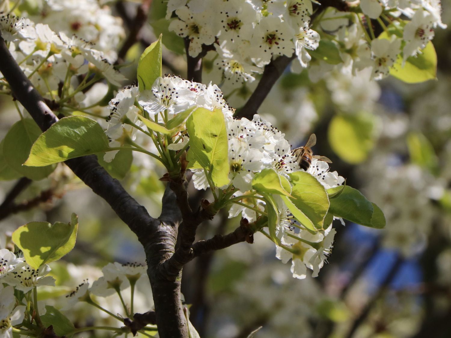 Sommerbirne 'Gute Graue' - Pyrus communis 'Gute Graue'