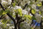 Sommerbirne 'Gute Graue' - Pyrus communis 'Gute Graue'