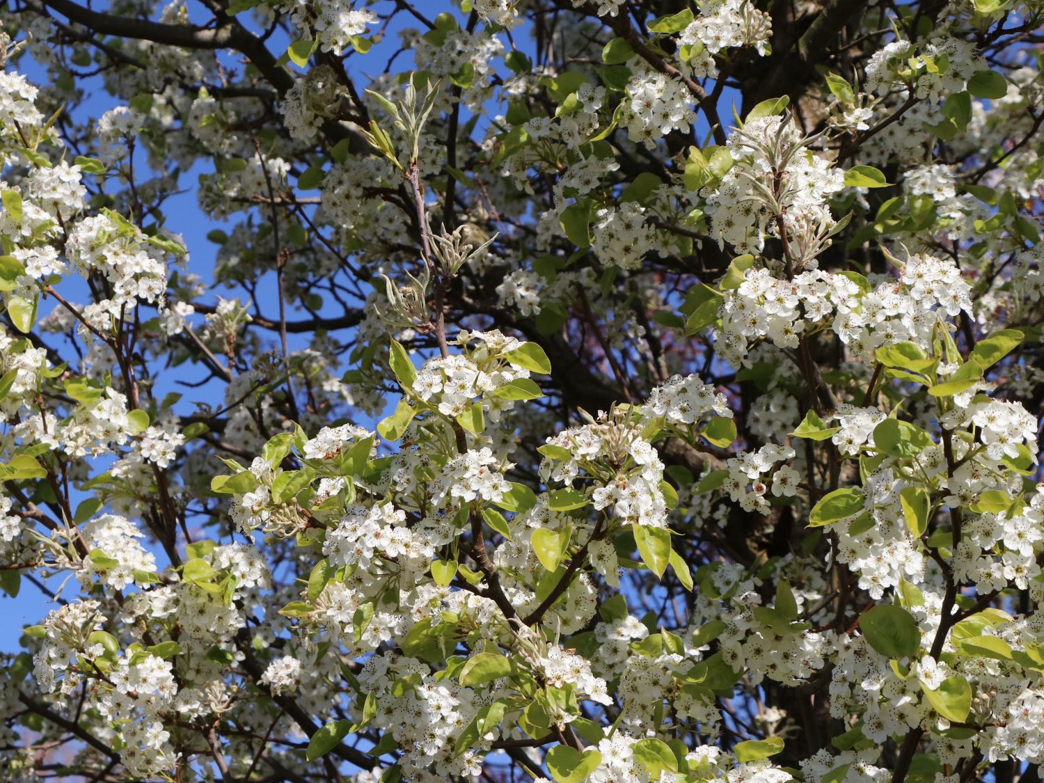 Sommerbirne 'Gute Graue' - Pyrus communis 'Gute Graue'