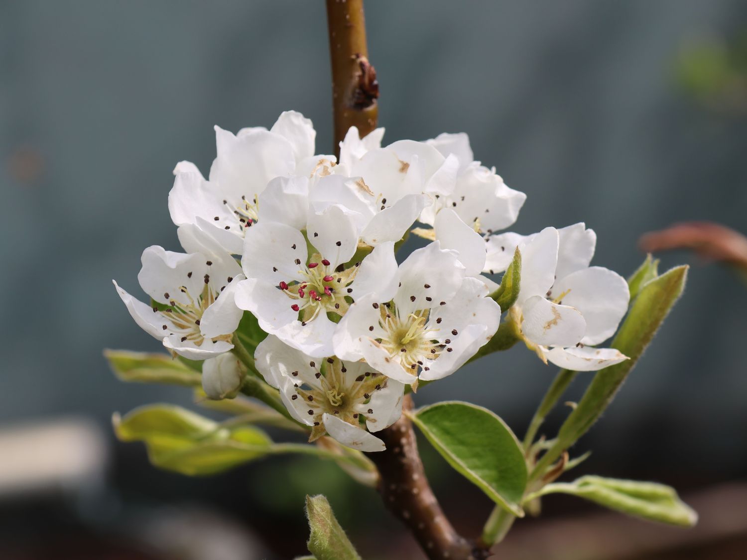 Sommerbirne 'Gute Graue' - Pyrus communis 'Gute Graue'