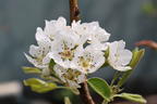Sommerbirne 'Gute Graue' - Pyrus communis 'Gute Graue'