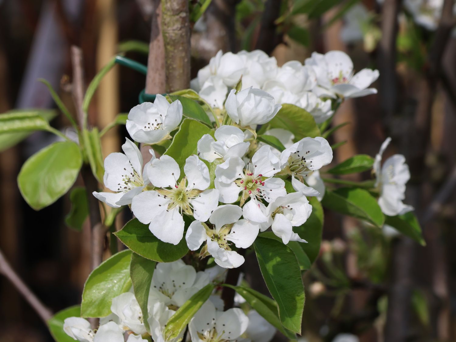 Sommerbirne 'Gute Graue' - Pyrus communis 'Gute Graue'