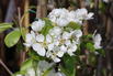 Sommerbirne 'Gute Graue' - Pyrus communis 'Gute Graue'