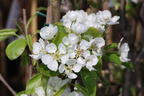 Sommerbirne 'Gute Graue' - Pyrus communis 'Gute Graue'