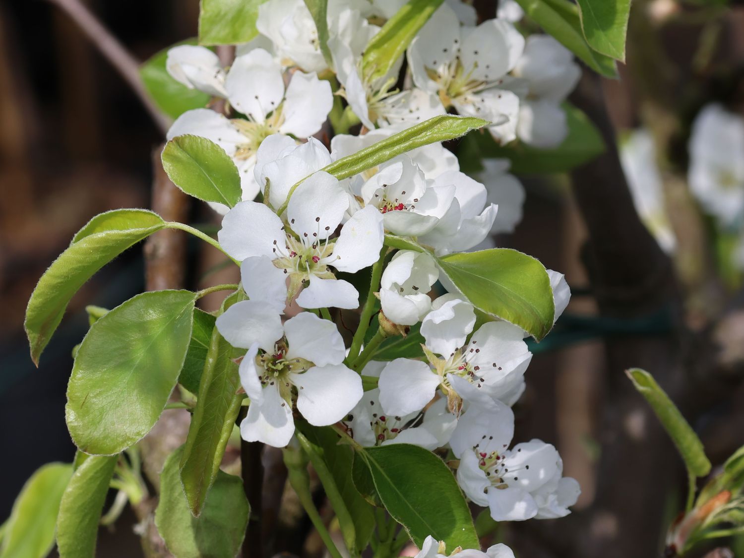 Sommerbirne 'Gute Graue' - Pyrus communis 'Gute Graue'