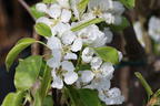 Sommerbirne 'Gute Graue' - Pyrus communis 'Gute Graue'