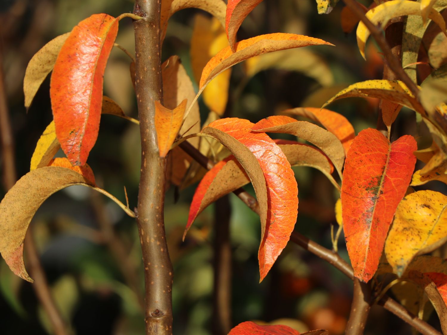 Sommerbirne 'Gute Luise' (mittel) - Pyrus communis 'Gute Luise'