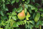 Sommerbirne 'Gute Luise' (mittel) - Pyrus communis 'Gute Luise'