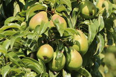Sommerbirne 'Harrow Delight' ®