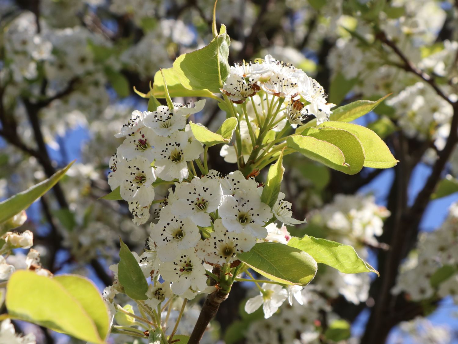 Sommerbirne 'Münsterbirne'
